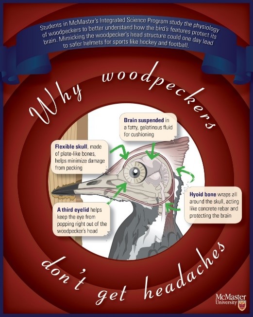Woodpecker illustration — why don't woodpeckers get headaches? Chiropractic headache relief at Acacia Chiropractic Clinic